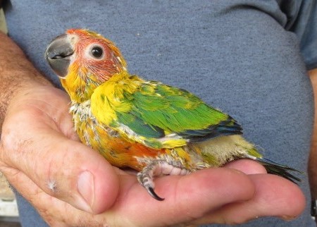 Sun Conure #171500 for sale in Miami, FL