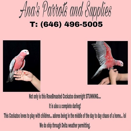 ana's parrots and supplies