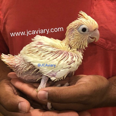red vented cockatoo price in usa