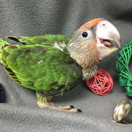 African Grey Congo Parrot #172002 for sale in Arlington Heights, IL