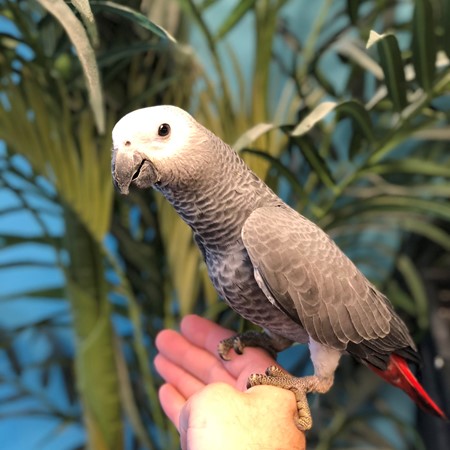 African Grey Congo Parrot #172049 for sale in Niles, IL