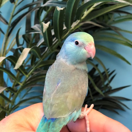 Celestial (Pacific) Parrotlet #172158 for sale in Niles, IL