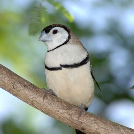Owl Finch