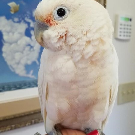 Goffin Cockatoo #172168 for sale in East Stroudsburg , PA