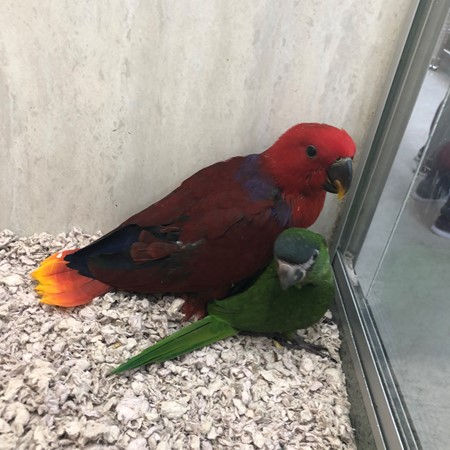 Vosmaeri Eclectus #172326 For Sale In Delran, Nj