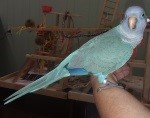 Quaker Parrot