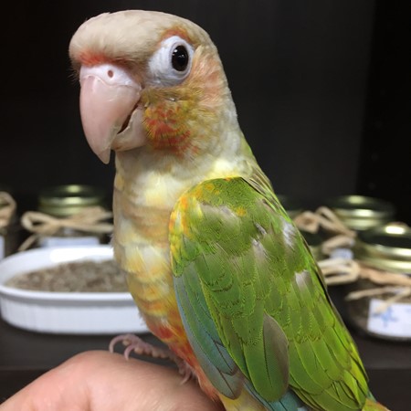 Green Cheek Conure #172383 for sale in Arlington Heights, IL