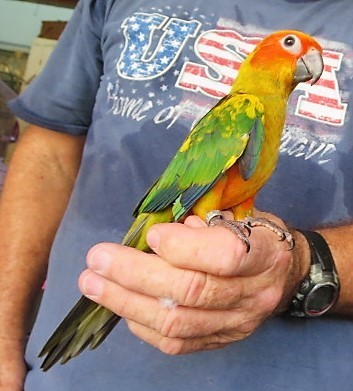 Sun Conure #172347 for sale in Miami, FL