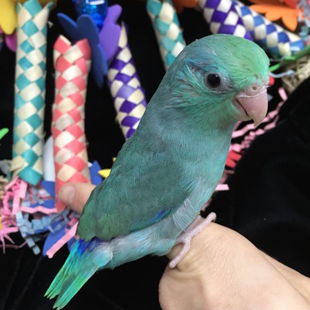 Celestial (Pacific) Parrotlet #172531 for sale in Arlington Heights, IL