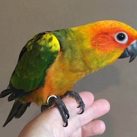 Sun Conure #172554 for sale in Rogers City, MI