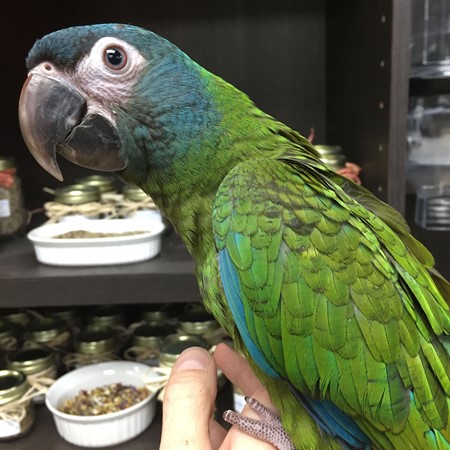 Blue-headed Macaw #172569 for sale in Arlington Heights, IL