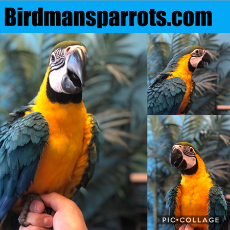 Blue and Gold Macaw #172590 for sale in Niles, IL