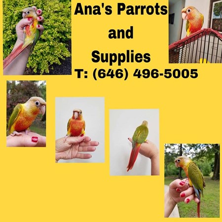 ana's parrots and supplies