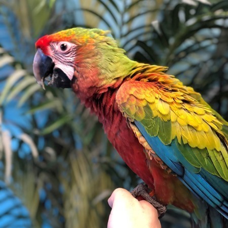 Hybrid Macaw #173019 for sale in Niles, IL