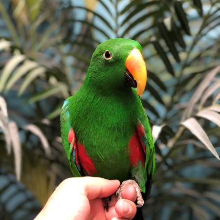Red Sided Eclectus #173150 for sale in Niles, IL