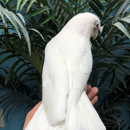bare eyed cockatoo breeder texas