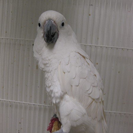 umbrella cockatoo breeders near me