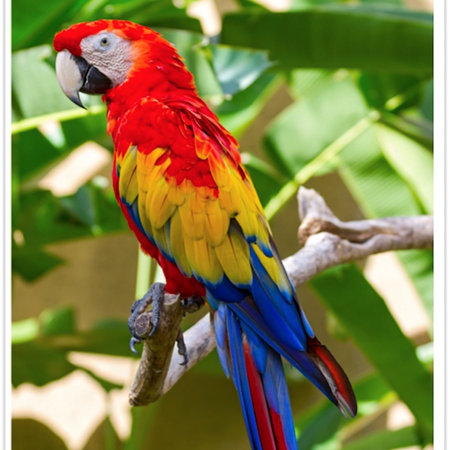 Scarlet Macaw #173389 for sale in Shop Online, WA