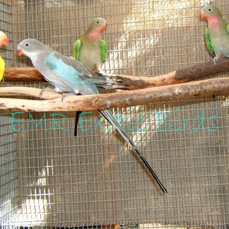 Princess of Wales Parakeet #173425 for sale in San Diego, CA