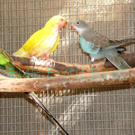 Princess of Wales Parakeet #173425 for sale in San Diego, CA