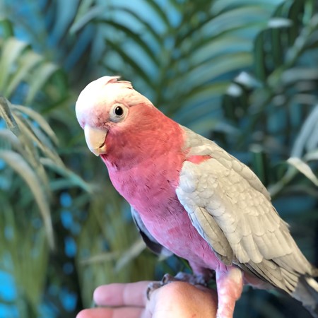 rose breasted cockatoo
