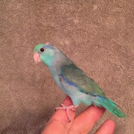 Celestial (Pacific) Parrotlet #173670 for sale in Raleigh, , NC