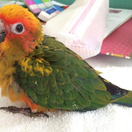 Sun Conure #173737 for sale in Blue Jay , CA