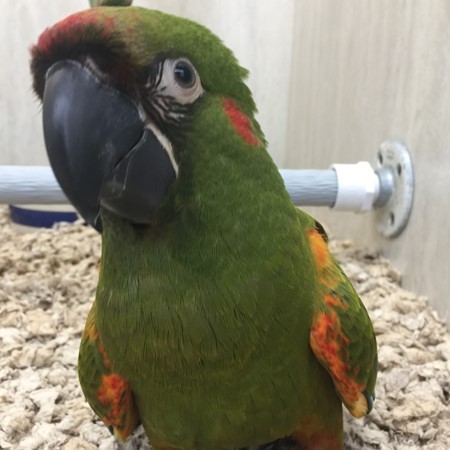 Red Front Macaw #173770 for sale in Delran, NJ