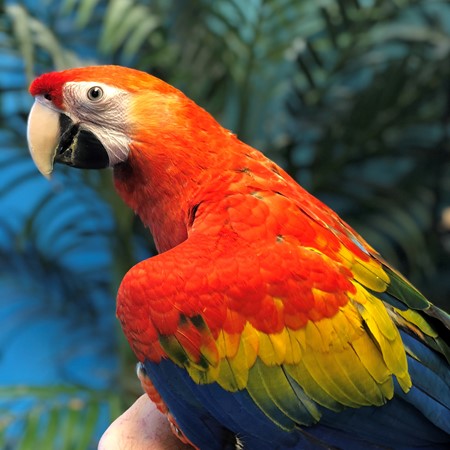 Scarlet Macaw #173889 for sale in Niles, IL