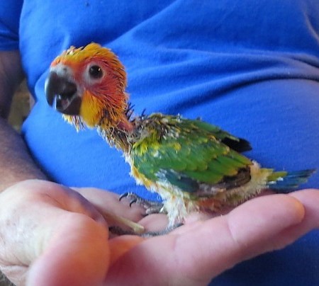 Sun Conure #173870 for sale in Miami, FL