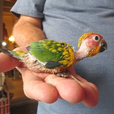 Sun Conure #174425 for sale in Miami, FL