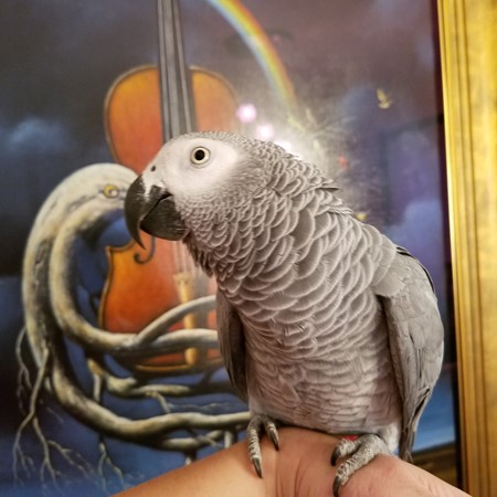 African Grey Congo Parrot #174725 for sale in East Stroudsburg , PA