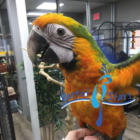 Hybrid Macaw #174753 for sale in Arlington Heights, IL