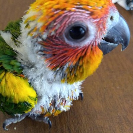 Sun Conure #174908 for sale in Webster, NY