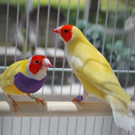 Lady Gouldian Finch #174995 for sale in Valrico, FL