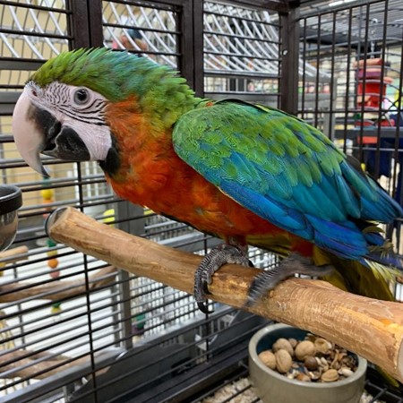 Hybrid Macaw #175013 for sale in Delran, NJ