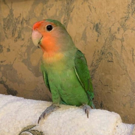 Peach Face Lovebird #175085 for sale in Valrico, FL