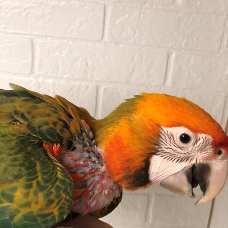 Hybrid Macaw #175219 for sale in Niles, IL