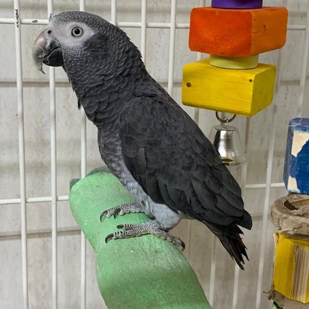 African Grey Timneh Parrot #175241 for sale in Delran, NJ