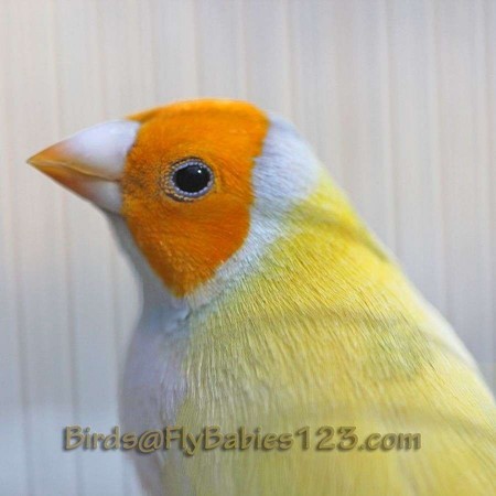 Lady Gouldian Finch #175653 for sale in Valrico, FL