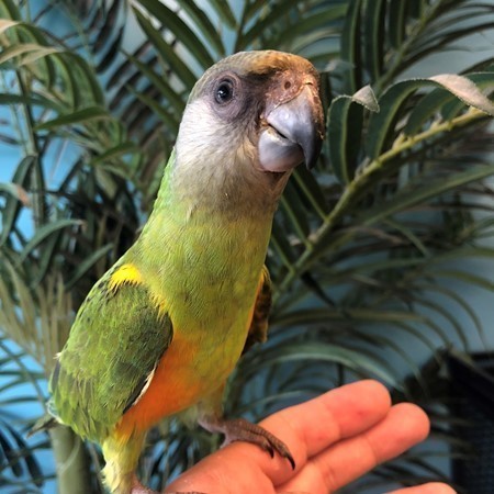 Senegal Poicephalus #175763 for sale in Niles, IL