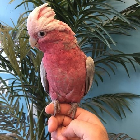 adult rose breasted cockatoo for sale