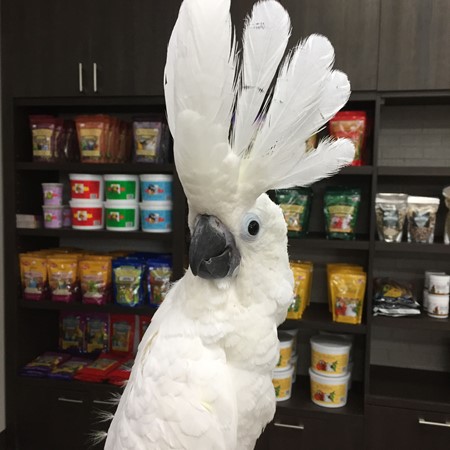 umbrella cockatoo plush