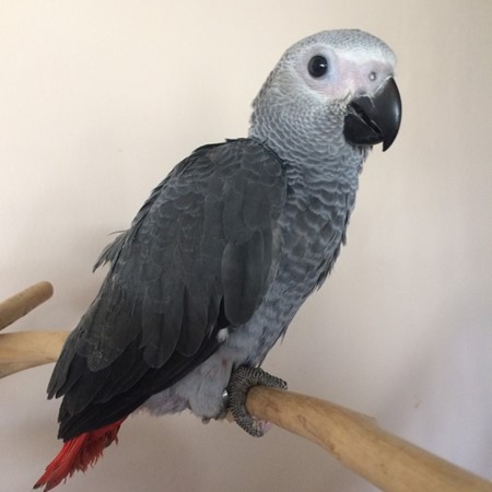 African Grey Congo Parrot #176029 for sale in White Hall, MD
