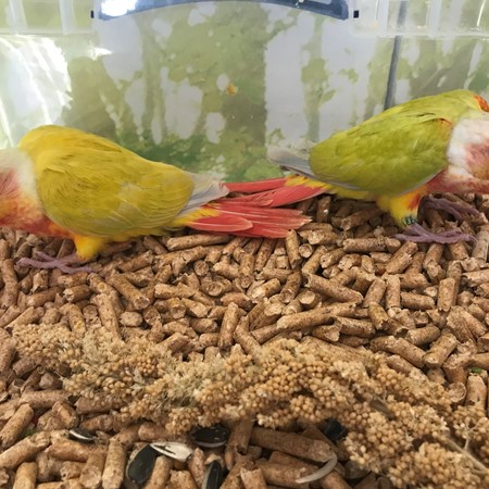 Green Cheek Conure