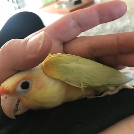 Green Cheek Conure