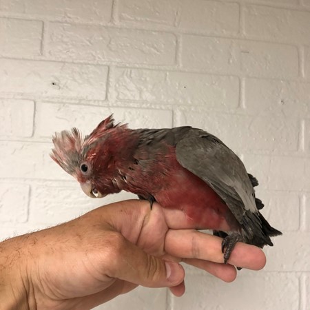 rose breasted cockatoo breeders