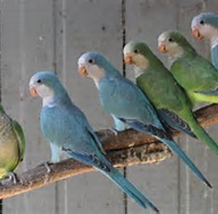 Quaker Parrot #175852 for sale in coupeville, WA