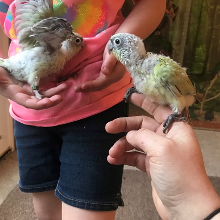 Green Cheek Conure