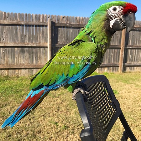 Military Macaw #176653 For Sale In Austin, Tx